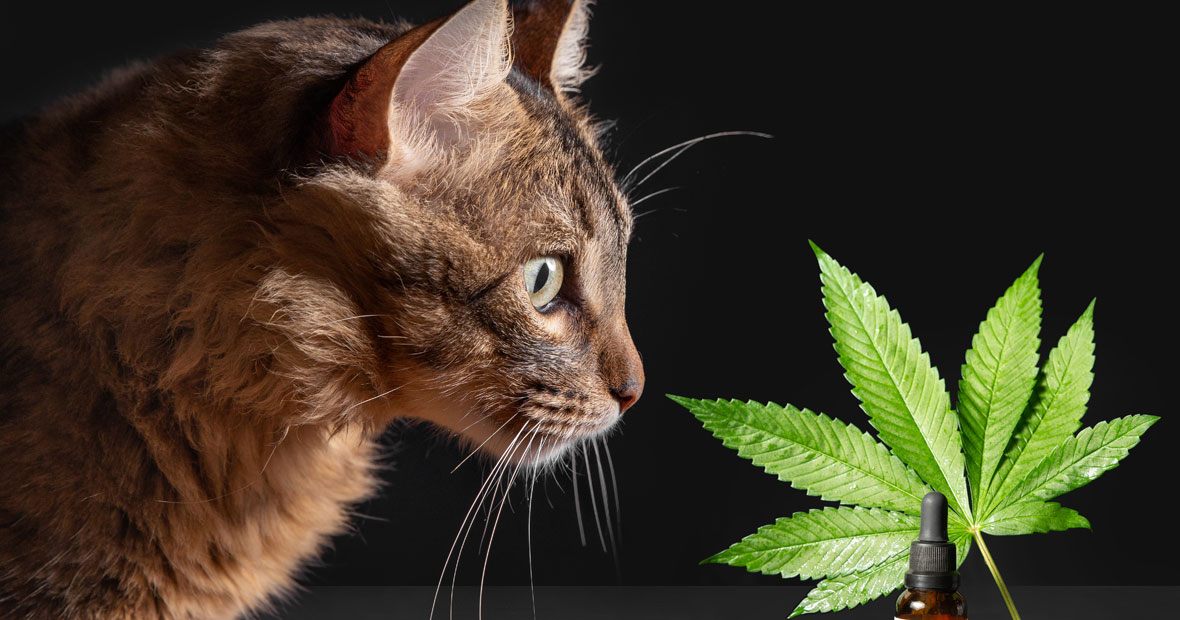 CBD pour chat